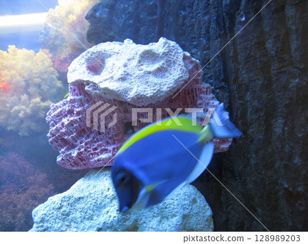 A striking blue and yellow tropical fish swimming near a pink and white coral structure within a vibrant aquarium with rocky formations 128989203