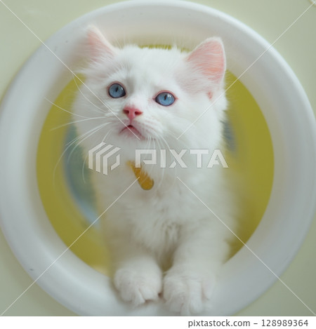 2 months old ragdoll kitten wondering around the cat shelter.. domestic cat 128989364