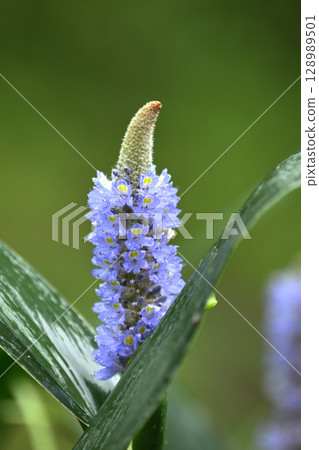 長葉鳳眼藍、長葉鳳眼藍、水葫蘆（Pontederia cordata） 128989501