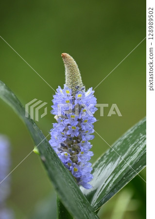 Pontederia cordata, long-leaved water hyacinth, pickelweed (Pontederia cordata) Pontederia cordata, long-leaved water hyacinth, pickelweed (Pontederia cordata) 128989502