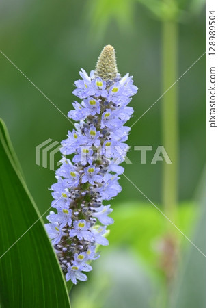 Pontederia cordata, long-leaved water hyacinth, pickelweed (Pontederia cordata) Pontederia cordata, long-leaved water hyacinth, pickelweed (Pontederia cordata) 128989504