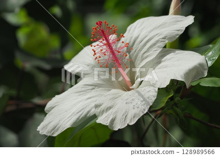 Summer image (Hibiscus) 128989566
