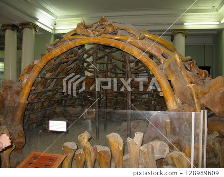 A large arched structure made of ancient mammoth bones, enclosed in a glass case within a museum, showcasing prehistoric architecture 128989609