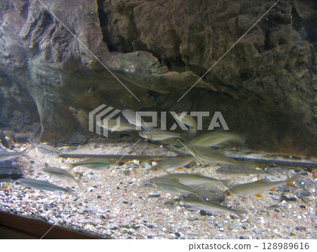 A group of small silver fish swimming near a rocky cave structure in an aquarium with a gravel bottom, creating a natural underwater scene A group of small silver fish swimming near a rocky cave structure in an aquarium with a gravel bottom, creating a natural underwater scene 128989616