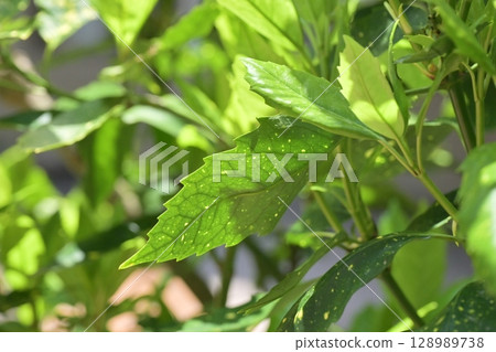 青木 (Aucuba japonica) 青木 (Aucuba japonica) 128989738