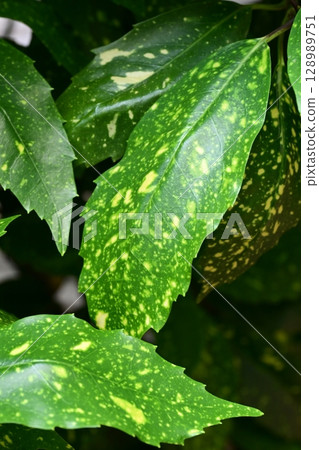 Aoki (Aucuba japonica) 128989751