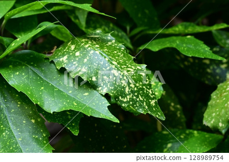 青木 (Aucuba japonica) 青木 (Aucuba japonica) 128989754