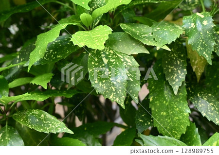 青木 (Aucuba japonica) 青木 (Aucuba japonica) 128989755