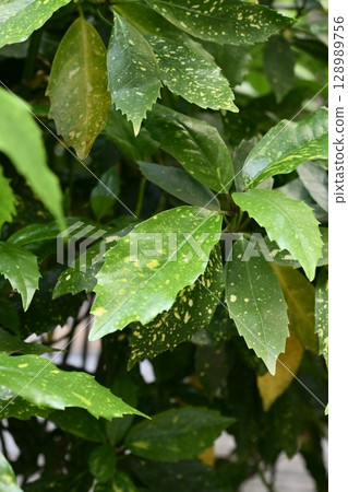 青木 (Aucuba japonica) 青木 (Aucuba japonica) 128989756