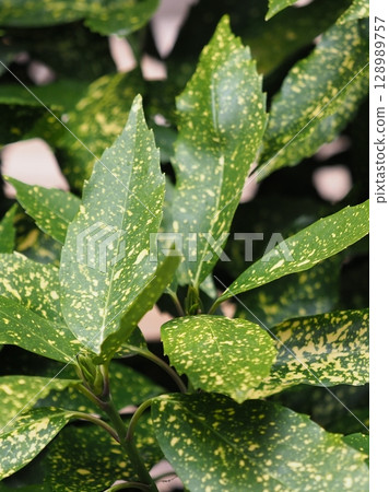 Aoki (Aucuba japonica) Aoki (Aucuba japonica) 128989757