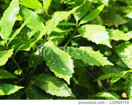 Aoki (Aucuba japonica) Aoki (Aucuba japonica) 128989758