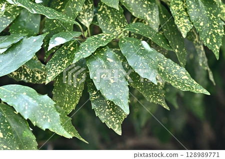 青木 (Aucuba japonica) 128989771