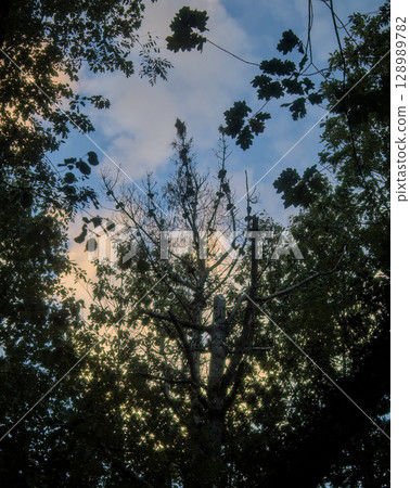 silhouettes of branches with blue sky silhouettes of branches with blue sky 128989782