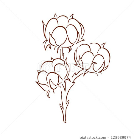 Line art style cotton plant branch with fluffy boll isolated on white background. Perfect for textile design, natural product packaging and botanical illustration. Line art style cotton plant branch with fluffy boll isolated on white background. Perfect for textile design, natural product packaging and botanical illustration. 128989974