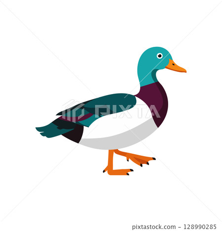 Mallard duck vector illustration with teal head and orange beak walking natural design Mallard duck vector illustration with teal head and orange beak walking natural design 128990285