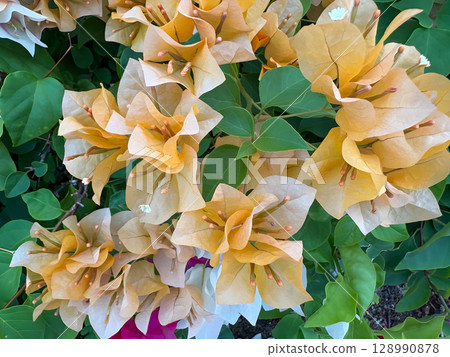 beautiful flowers in the garden 128990878