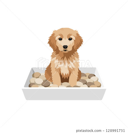 Golden retriever puppy sitting in white tray with stones vector illustration Golden retriever puppy sitting in white tray with stones vector illustration 128991731