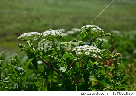 Peucedanum japonicum Peucedanum japonicum 128991950