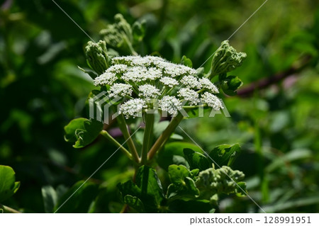Peucedanum japonicum Peucedanum japonicum 128991951