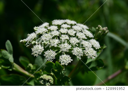 Peucedanum japonicum Peucedanum japonicum 128991952