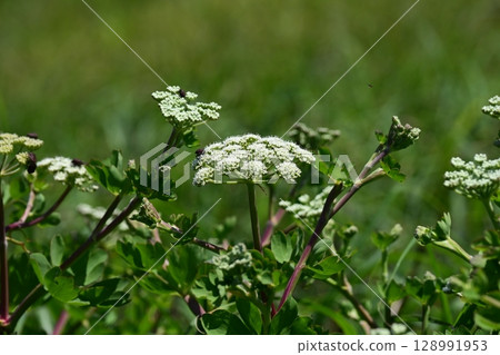 Peucedanum japonicum Peucedanum japonicum 128991953