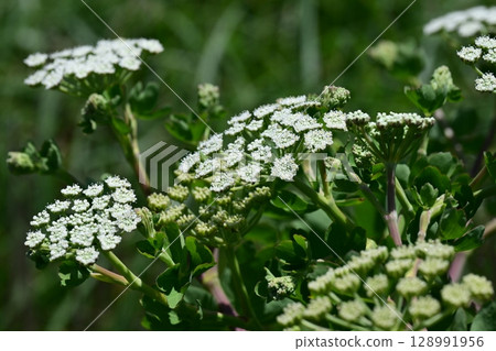 Peucedanum japonicum Peucedanum japonicum 128991956