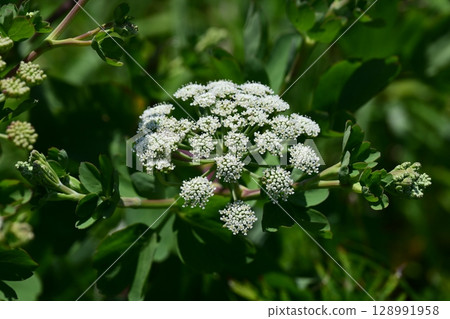 Peucedanum japonicum Peucedanum japonicum 128991958