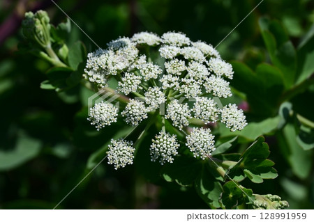 Peucedanum japonicum 128991959