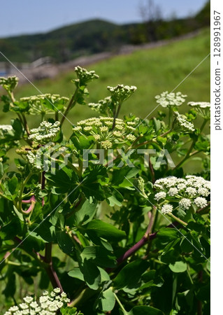 Peucedanum japonicum 128991967