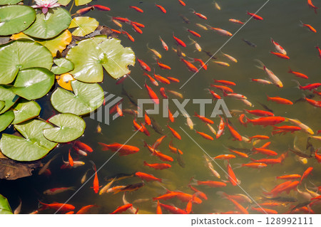 Beautiful colorful fish in the pond background 128992111