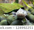A wild-colored (marbled) axolotl standing on a stone in an aquarium 128992251