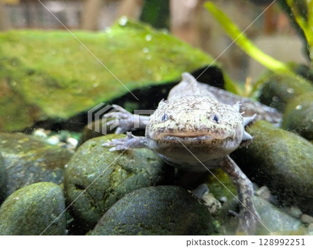 A wild-colored (marbled) axolotl standing on a stone in an aquarium 128992251