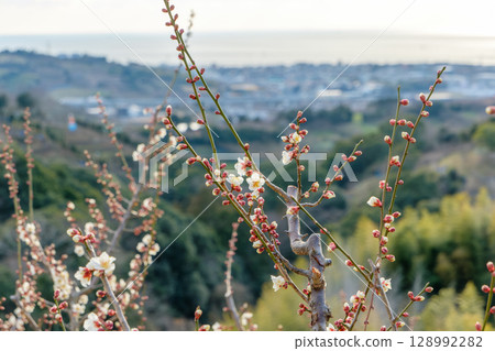 從梅花盛開的山丘上眺望大海和城鎮 從梅花盛開的山丘上眺望大海和城鎮 128992282