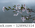 櫻花盛開的分支 128992314