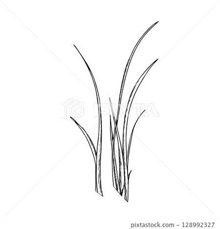 Chives, Garlic or green onions leaves vector illustration. Allium Tuberosum isolated on White Background. Hand drawn ink botanical drawing. For product packaging designs. Chives, Garlic or green onions leaves vector illustration. Allium Tuberosum isolated on White Background. Hand drawn ink botanical drawing. For product packaging designs. 128992327
