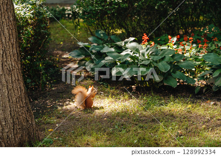 A curious squirrel in a park, foraging or perched, capturing a moment of urban wildlife. 128992334