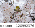 棲息在盛開的櫻花上的繡眼鳥 128992376