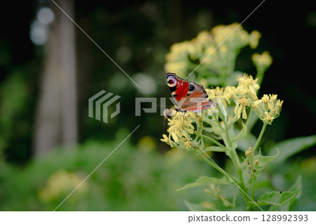 A butterfly of the species Peacock butterfly (Inachis io) feeding on yellow flower at the summer time. 4K clip A butterfly of the species Peacock butterfly (Inachis io) feeding on yellow flower at the summer time. 4K clip 128992393