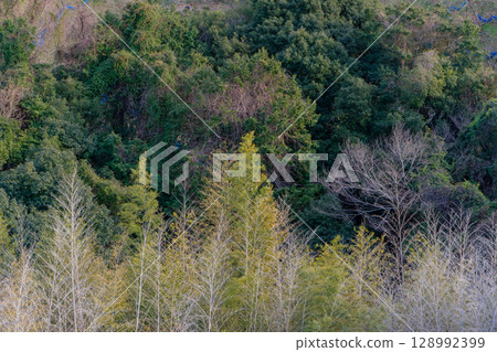 A forest scene between winter and early spring A forest scene between winter and early spring 128992399