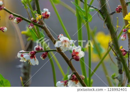 白梅花與油菜花一同綻放 白梅花與油菜花一同綻放 128992401