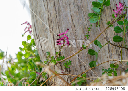 Purple Corydalis flowers blooming at the base of a tree 128992408