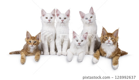Row of kittens on white background 128992637