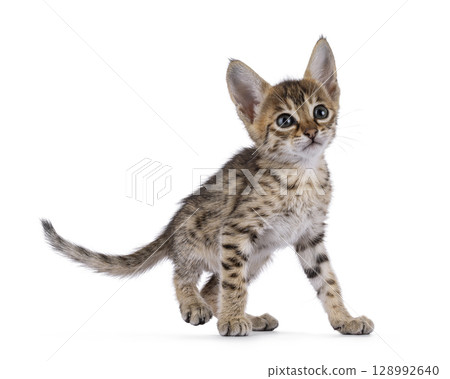 Baby cat on white background 128992640
