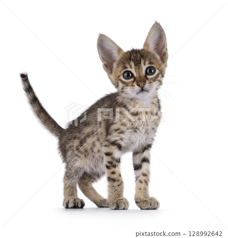 Baby cat on white background 128992642