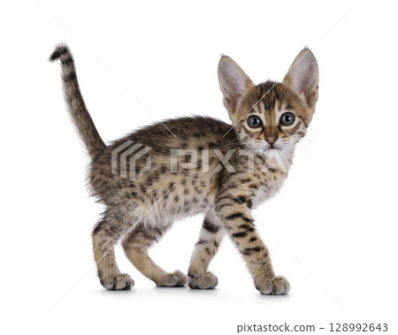 Baby cat on white background 128992643