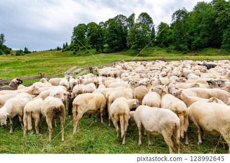 Sheep on the meadow in Jaworki near Szczawnica (Poland). Pieniny mountains. Sheep on the meadow in Jaworki near Szczawnica (Poland). Pieniny mountains. 128992645