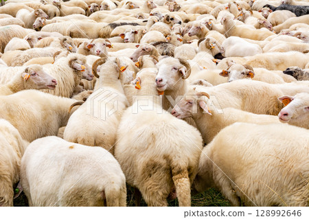 Sheep on the meadow in Jaworki near Szczawnica (Poland). Pieniny mountains. 128992646