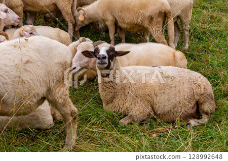 Sheep on the meadow in Jaworki near Szczawnica (Poland). Pieniny mountains. Sheep on the meadow in Jaworki near Szczawnica (Poland). Pieniny mountains. 128992648