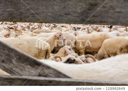 Sheep on the meadow in Jaworki near Szczawnica (Poland). Pieniny mountains. 128992649