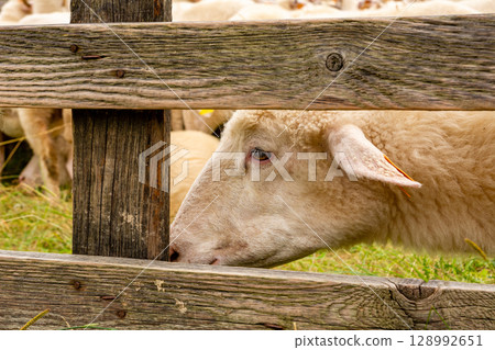 Sheep on the meadow in Jaworki near Szczawnica (Poland). Pieniny mountains. Sheep on the meadow in Jaworki near Szczawnica (Poland). Pieniny mountains. 128992651